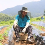 친환경 무농약 대학찰옥수수 (괴산 연못골농장) : 연못골농장