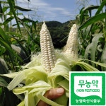 친환경 무농약 대학찰옥수수 (괴산 연못골농장) : 연못골농장