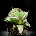 Agave titanota flame : 메이리아가베