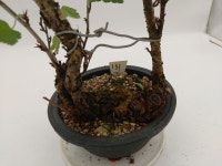 열매 달린 까마귀밥나무 분재 정원수 토종식물 인테리어화분 : 토종을 사랑하는 사람