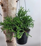 립살리스 팝아이(묵은둥이) 한정이에요 : 범수농장