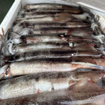 동해 초코 오징어 횟감 5미 750g 횟감 오징어 산 오징어 회 생오징어 동해오징어 생물오징어 활오징어 통오징어 당일바리오징어 싱싱한오징어... 