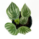 가든온 수박페페로미아 공기정화 카페식물 : 가든온 라인