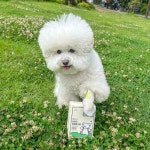 강아지 신발 일회용 양말 애견 산책 신발 호다다 [체험키트 8매] : 호다다