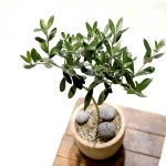 올리브나무 중품 화분 빈티지팟 인테리어 식물 키우기 더피움 : 더피움