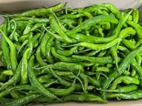 백광농장 국내산 꽈리고추(상) 2kg : 백광농장