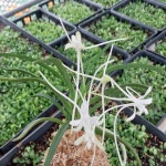 삼각산 풍란 난 농장 루비근 소엽 난초 삼각산(부귀란) 완성분 숯돌꽃 : 숯돌꽃