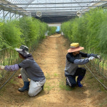 아스파라거스 생아스파라거스 : 건강딱농장