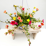 에덴플랜트 포테리카 채송화 걸이분 중대품 포체리카 카멜레온 꽃식물 다육 화사한식물 행잉플랜트 : 에덴플랜트