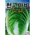 (씨앗) 천고마비배추 - 2026년 고품질 통이 크고 속이 노랗게 맛있는 김장 배추 씨앗 종자 - 1천립 : 진양원예사