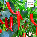 24년 해남 홍고추 1kg  5kg 10kg 빨간 고추 생 물고추 : 철수네농장