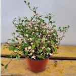 핑크트리안( 귀요미에요) : 범수농장