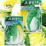 텃밭 농사 가을 김장 종자 속노란 불암3호 불암플러스 배추 씨앗 1000립 : 농사농