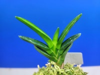 취선 부귀란.풍란 : 보람난원 한국난 농업회사