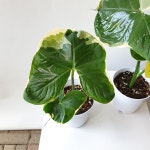 산토소마 나비알로카시아 무늬알로카시아 수입 알로카시아 (1개발송) : 꽃백화점