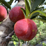 햇 자두 경산 후무사 크고 달콤한 자두 : 농부rang