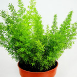 에덴플랜트 아스파라거스 메어리 중품 여우꼬리 메이리 감성식물 카페 인테리어 공기정화식물 : 에덴플랜트