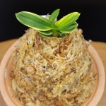 풍란 부귀란 신세계난농원/ 대장금 大壯錦 : 신세계난농원