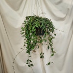 호야 로시타 대품 행잉플랜트 수입식물(동일상품배송) : 리피블룸