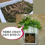 강원도 산양삼 8년근 9년근 산양산삼 당일채심해서 산지직송으로 보내요 : 삼순이의 산양산삼이야기