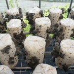 목이 국내산 산지직송 생물 목이버섯 800g 버섯 : 수앤서마켓C