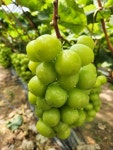 고당도 샤인머스켓 포도 2kg : 한땀농원