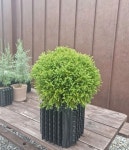 둥근측백 미스터볼링볼 2치 포트묘 : 청양 삼인농장