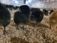 2024 충남 양계장 직영 고급맛닭/토종닭 한정수량/겨울철 보양식/재래 토종닭/ 우리맛닭2 닭 판매 : 백운농산축산물도매몰