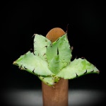 Hybrid Agave / Agave Titanota x Agave Musashi 2 : 메이리아가베