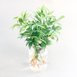 수경 재배 식물 죽백나무 세척 6p 실내 공기정화식물 플랜테리어 : 아이엠플랜트