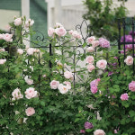 [코스트코] 정원 장식용 가든 펜스 180cm 4개 /넝쿨식물이 타고 올라가기 쉬움/장미덩굴시렁/가든용품/정원소품/ 정원아치 : 아쿠아쿠 팜