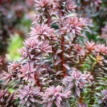 전국노지월동 가능한 편백 레드스타 2치 포트묘 : 청양 삼인농장