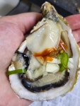 홍지야 고흥 삼배체굴 석화 생굴 굴 찜 구이 1kg : 홍지야