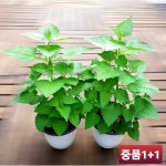 텃밭 방아잎모종 배초향 허브식물 꽃모종 중품 1+1 : 텃밭 농원