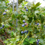 농협 생 블루베리 1kg 생과 국내산 당일 수확 산지 직송 : 김해시조합공동사업법인 해엔
