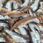 기장 멸치회 생멸치 순살 앤초비 횟감 조림용 찌개용 500g 1kg : 춘식이네농장