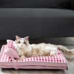 고양이  여름  침구 매트  탈부착 세탁  가능 반려동물고양이 사계절 공용레드 S : fashion520