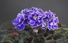 미니바이올렛_리틀 스윗하트 : 꽃벌레정원