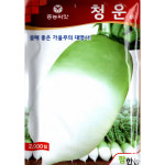 (씨앗) 청운무 2천립 - 2026년 뿌리가 맛있는 고품질 김장무 - 가을무 씨앗 종자 : 진양원예사