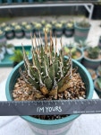 Agave utahensis var. eborispina / 아가베 우타헨시스 에보리스피나 : 아가베팩토리