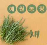 당일수확 당일발송 와일드 루꼴라 와일드 베이비 루꼴라500g 예원농장 : 예 원 농 장