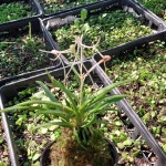 삼각산 풍란 난 농장 고급 소엽 난초 삼각산(부귀란) 숯돌꽃 : 숯돌꽃