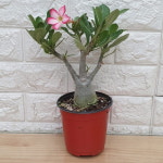 석화25 - 사막의장미 : 샬롬꽃농원