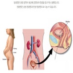 호장근 쏘피야 : 샤론스톤지샾