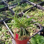 삼각산 풍란 난 농장 고급 소엽 난초 삼각산(부귀란) 숯돌꽃 : 숯돌꽃