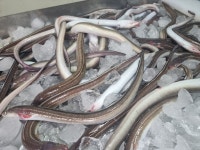 산지직송 통영 당일 손질 바다장어 대 1kg(실중량 650g 내외) 2-3미 (소스포함) : 천광수산
