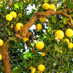 싱싱한 레드 자몽 10과 20과 30과 : 마켓림