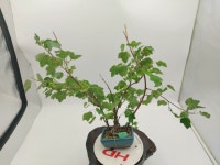 열매 달린 까마귀밥나무 분재 (무료배송) 정원수 인테리어식물 : 토종식물농장