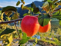 경북 문경 25년 햇 아리수 사과 5kg 10kg 추석 선물( 감홍 홍로 부사) : 문경별빛농장