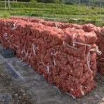 꼭지제거 깐마늘  1kg 경북고령  햇마늘 : 풋마늘 은희농장